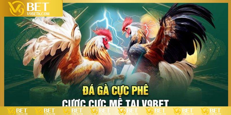 Quy trình cá cược tại sảnh đá gà đơn giản