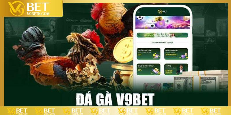 Tổng quan khái quát chung về sảnh đá gà V9BET