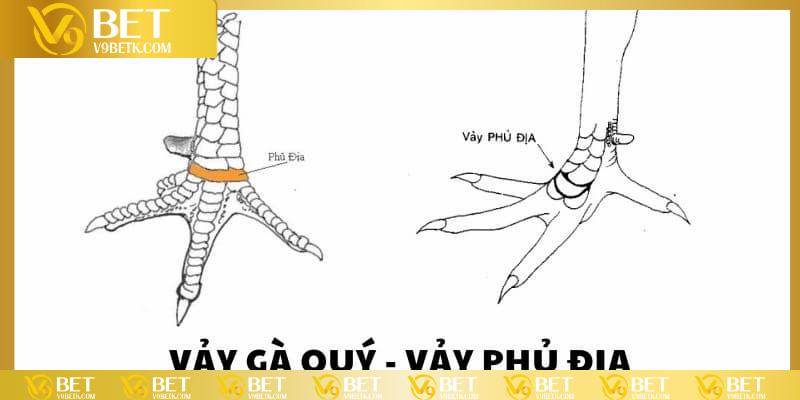 vảy gà phủ địa