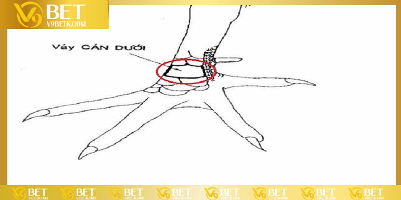 Vảy gà vấn cán là gì?