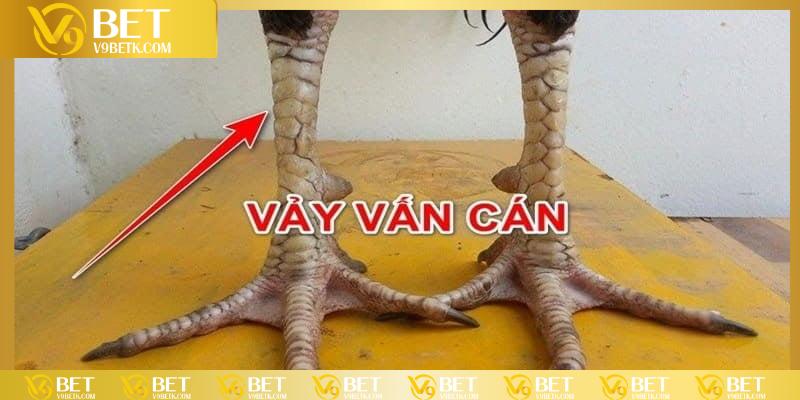 Vảy gà vấn cán